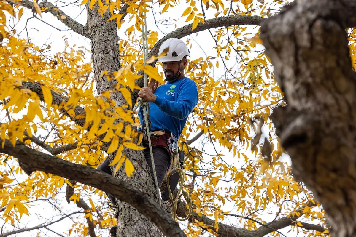Skilled Tree Disease Treatment crew working in Holland